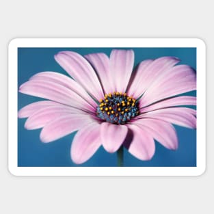 Daisy Blues Sticker